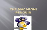 The macaroni Penguin