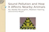 Sound Pollution and How It  A ffects  N earby Animals