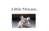 Little Mouse.