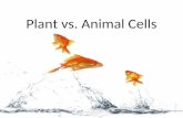 Plant vs. Animal Cells