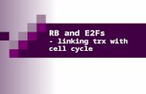 RB and E2Fs - linking trx with cell cycle