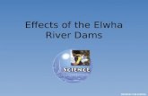 Effects of the Elwha River Dams