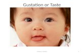 Gustation or Taste