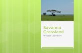 Savanna Grassland
