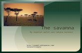 The savanna