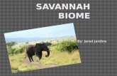 Savannah biome