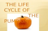 The Life Cycle of                     the Pumpkin