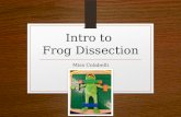 Intro to  Frog Dissection