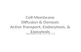Cell Membrane Diffusion & Osmosis Active Transport, Endocytosis, & Exocytosis