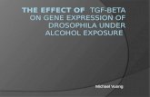 The effect of  TGF-BETA on GENE expression of Drosophila Under alcohol exposure