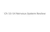 Ch 11-14 Nervous System Review