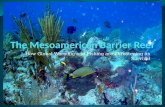 The  Mesoamerican Barrier Reef