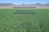 Nevada Price Outlook Alfalfa and Grass Hay Dealing With Drought