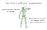 The  Peripheral  and  C entral  N ervous  S ystems