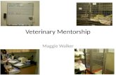 Veterinary Mentorship