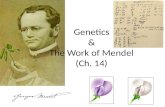 Genetics & The Work of  Mendel (Ch. 14)