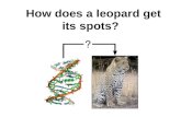 How does a leopard get its spots?