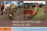 What Do cattle and wildlife eat?