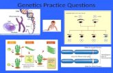 Genetics Practice Questions