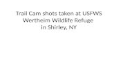 Trail Cam shots taken at USFWS Wertheim Wildlife Refuge  in Shirley, NY