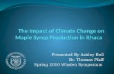 The Impact of Climate Change on Maple Syrup Production in Ithaca