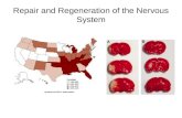 Repair and Regeneration of the Nervous System