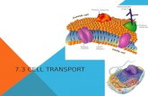 7.3 Cell Transport