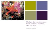 Phylum Echinodermata: Sand Dollars, Starfish, Sea Urchins