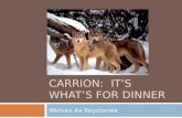 Carrion:  It’s what’s for dinner