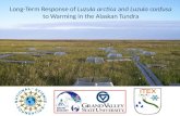 Long-Term Response of  Luzula arctica  and  Luzula confusa  to Warming in the Alaskan Tundra