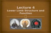 Lecture 4 Lower Limb Structure and Function