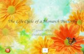 The Life Cycle of a Monarch Butterfly