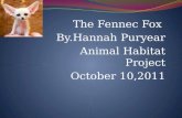The Fennec Fox  By.Hannah Puryear Animal Habitat Project October 10,2011
