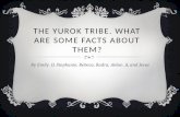 The  yurok  tribe. What are some facts about them?