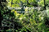 Tarsier Monkey