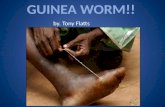 guinea worm!!