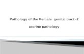 Pathology of the Female  genital tract -2 uterine pathology