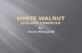 White Walnut Juglans Cinercea