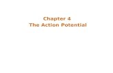 Chapter 4  The Action Potential