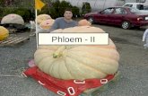 Phloem - II
