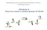 – Module 6 –  How to count a small group of birds