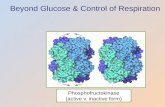 Beyond Glucose & Control of Respiration