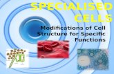 SPECIALISED CELLS