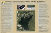 Auke Lake Sockeye Salmon Radio Telemetry U.S. Fish  and Wildlife Service  - Juneau Field  Office
