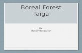 Boreal Forest Taiga