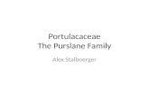 Portulacaceae The  Purslane  Family