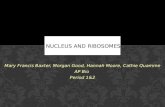NUCLEUS AND RIBOSOMES