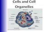 Cells and  Cell Organelles