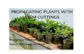 PROPAGATING PLANTS WITH STEM CUTTINGS