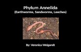 Phylum Annelida (Earthworms, Sandworms, Leeches)